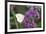 Cabbage White on Butterfly Bush, Illinois-Richard & Susan Day-Framed Premium Photographic Print