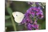 Cabbage White on Butterfly Bush, Illinois-Richard & Susan Day-Mounted Premium Photographic Print