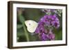 Cabbage White on Butterfly Bush, Illinois-Richard & Susan Day-Framed Photographic Print