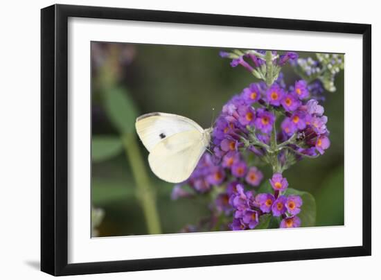 Cabbage White on Butterfly Bush, Illinois-Richard & Susan Day-Framed Photographic Print