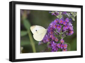 Cabbage White on Butterfly Bush, Illinois-Richard & Susan Day-Framed Photographic Print