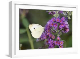 Cabbage White on Butterfly Bush, Illinois-Richard & Susan Day-Framed Photographic Print