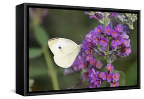 Cabbage White on Butterfly Bush, Illinois-Richard & Susan Day-Framed Stretched Canvas