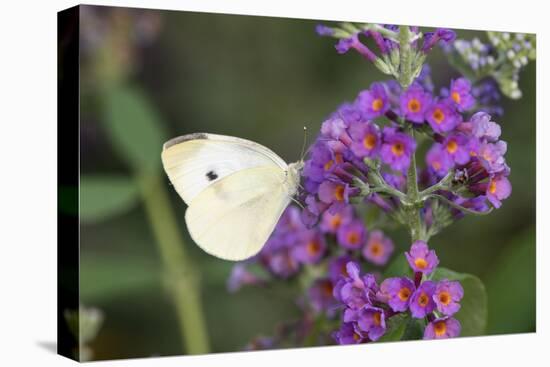 Cabbage White on Butterfly Bush, Illinois-Richard & Susan Day-Stretched Canvas
