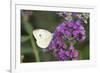 Cabbage White on Butterfly Bush, Illinois-Richard & Susan Day-Framed Photographic Print