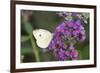 Cabbage White on Butterfly Bush, Illinois-Richard & Susan Day-Framed Photographic Print