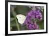 Cabbage White on Butterfly Bush, Illinois-Richard & Susan Day-Framed Photographic Print