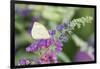 Cabbage White on Butterfly Bush, Illinois-Richard & Susan Day-Framed Photographic Print