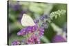 Cabbage White on Butterfly Bush, Illinois-Richard & Susan Day-Stretched Canvas