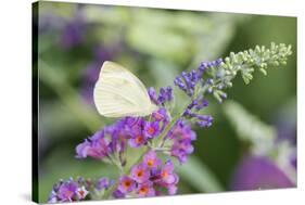 Cabbage White on Butterfly Bush, Illinois-Richard & Susan Day-Stretched Canvas