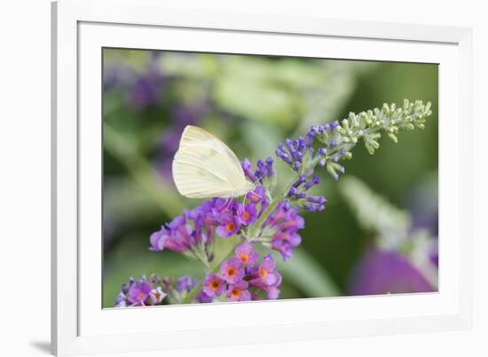 Cabbage White on Butterfly Bush, Illinois-Richard & Susan Day-Framed Premium Photographic Print