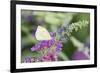 Cabbage White on Butterfly Bush, Illinois-Richard & Susan Day-Framed Premium Photographic Print