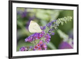 Cabbage White on Butterfly Bush, Illinois-Richard & Susan Day-Framed Premium Photographic Print