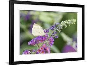 Cabbage White on Butterfly Bush, Illinois-Richard & Susan Day-Framed Premium Photographic Print