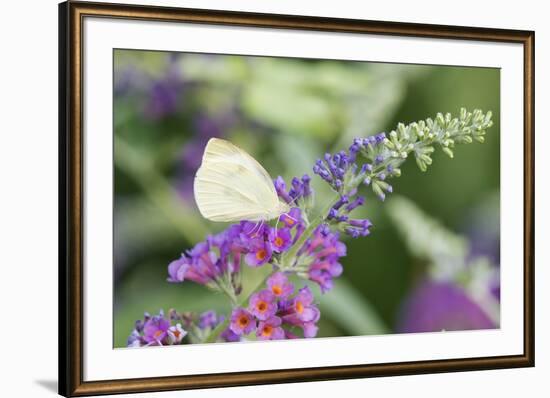 Cabbage White on Butterfly Bush, Illinois-Richard & Susan Day-Framed Premium Photographic Print