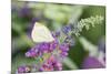 Cabbage White on Butterfly Bush, Illinois-Richard & Susan Day-Mounted Premium Photographic Print