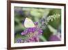 Cabbage White on Butterfly Bush, Illinois-Richard & Susan Day-Framed Photographic Print