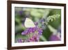 Cabbage White on Butterfly Bush, Illinois-Richard & Susan Day-Framed Photographic Print