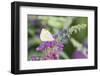 Cabbage White on Butterfly Bush, Illinois-Richard & Susan Day-Framed Photographic Print