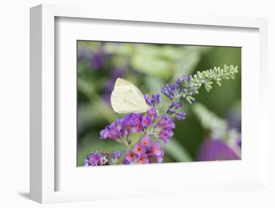 Cabbage White on Butterfly Bush, Illinois-Richard & Susan Day-Framed Photographic Print