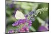 Cabbage White on Butterfly Bush, Illinois-Richard & Susan Day-Mounted Photographic Print