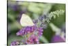 Cabbage White on Butterfly Bush, Illinois-Richard & Susan Day-Stretched Canvas