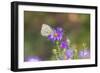 Cabbage white on Frikart's Aster-Richard and Susan Day-Framed Photographic Print