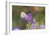 Cabbage white on Frikart's Aster-Richard and Susan Day-Framed Photographic Print