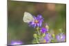 Cabbage white on Frikart's Aster-Richard and Susan Day-Mounted Photographic Print