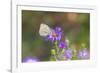 Cabbage white on Frikart's Aster-Richard and Susan Day-Framed Photographic Print