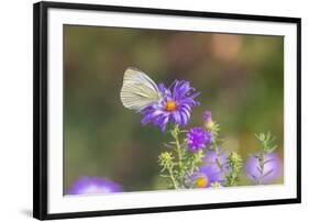 Cabbage white on Frikart's Aster-Richard and Susan Day-Framed Photographic Print