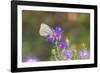 Cabbage white on Frikart's Aster-Richard and Susan Day-Framed Photographic Print