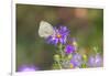 Cabbage white on Frikart's Aster-Richard and Susan Day-Framed Photographic Print