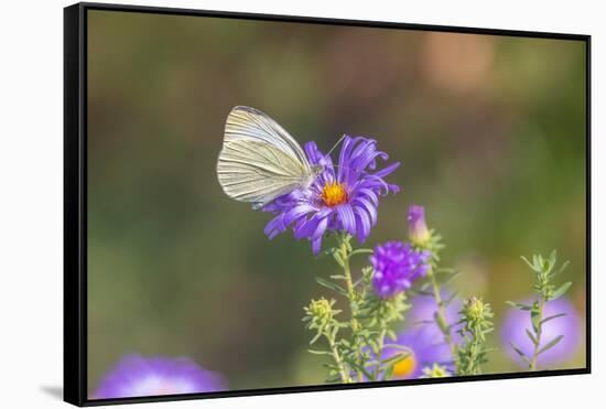 Cabbage white on Frikart's Aster-Richard and Susan Day-Framed Stretched Canvas