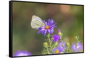 Cabbage white on Frikart's Aster-Richard and Susan Day-Framed Stretched Canvas