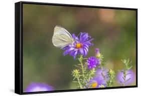 Cabbage white on Frikart's Aster-Richard and Susan Day-Framed Stretched Canvas