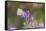 Cabbage white on Frikart's Aster-Richard and Susan Day-Framed Stretched Canvas