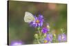 Cabbage white on Frikart's Aster-Richard and Susan Day-Stretched Canvas