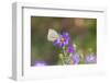 Cabbage white on Frikart's Aster-Richard and Susan Day-Framed Photographic Print