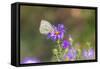 Cabbage white on Frikart's Aster-Richard and Susan Day-Framed Stretched Canvas