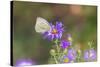 Cabbage white on Frikart's Aster-Richard and Susan Day-Stretched Canvas