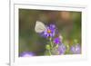 Cabbage white on Frikart's Aster-Richard and Susan Day-Framed Photographic Print