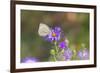 Cabbage white on Frikart's Aster-Richard and Susan Day-Framed Photographic Print