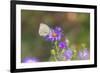 Cabbage white on Frikart's Aster-Richard and Susan Day-Framed Photographic Print