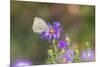 Cabbage white on Frikart's Aster-Richard and Susan Day-Mounted Photographic Print