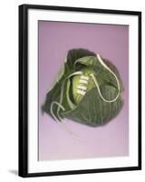 Cabbage with laces, 2000-Norman Hollands-Framed Photographic Print