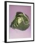 Cabbage with laces, 2000-Norman Hollands-Framed Photographic Print