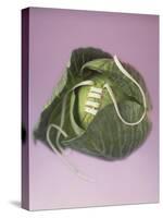 Cabbage with laces, 2000-Norman Hollands-Stretched Canvas