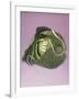 Cabbage with laces, 2000-Norman Hollands-Framed Photographic Print