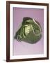 Cabbage with laces, 2000-Norman Hollands-Framed Photographic Print